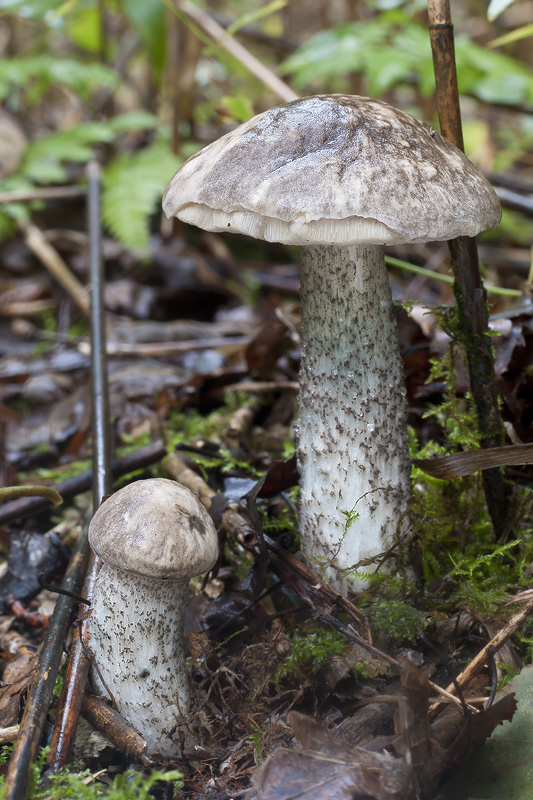 Leccinum variicolor